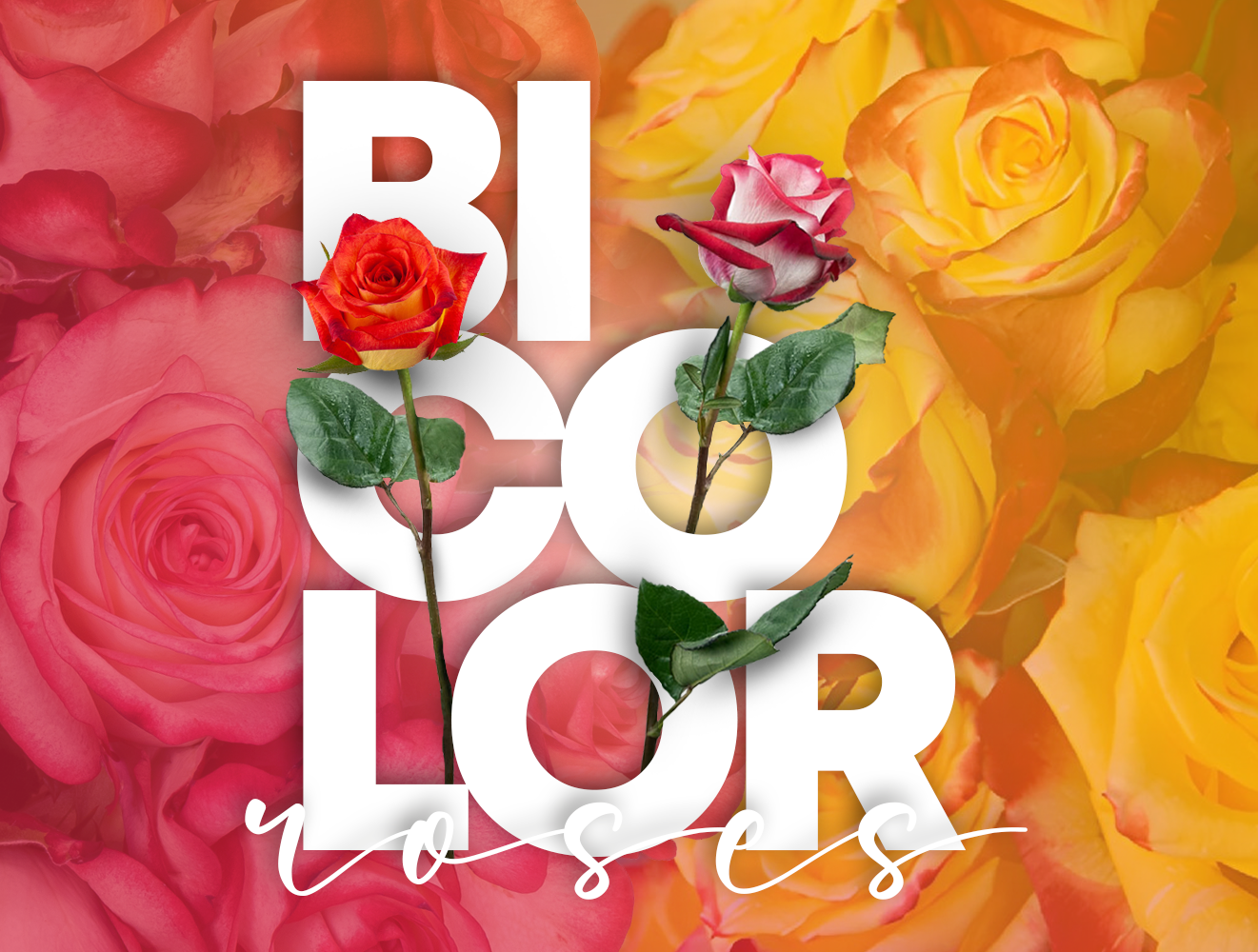 Bicolor Roses