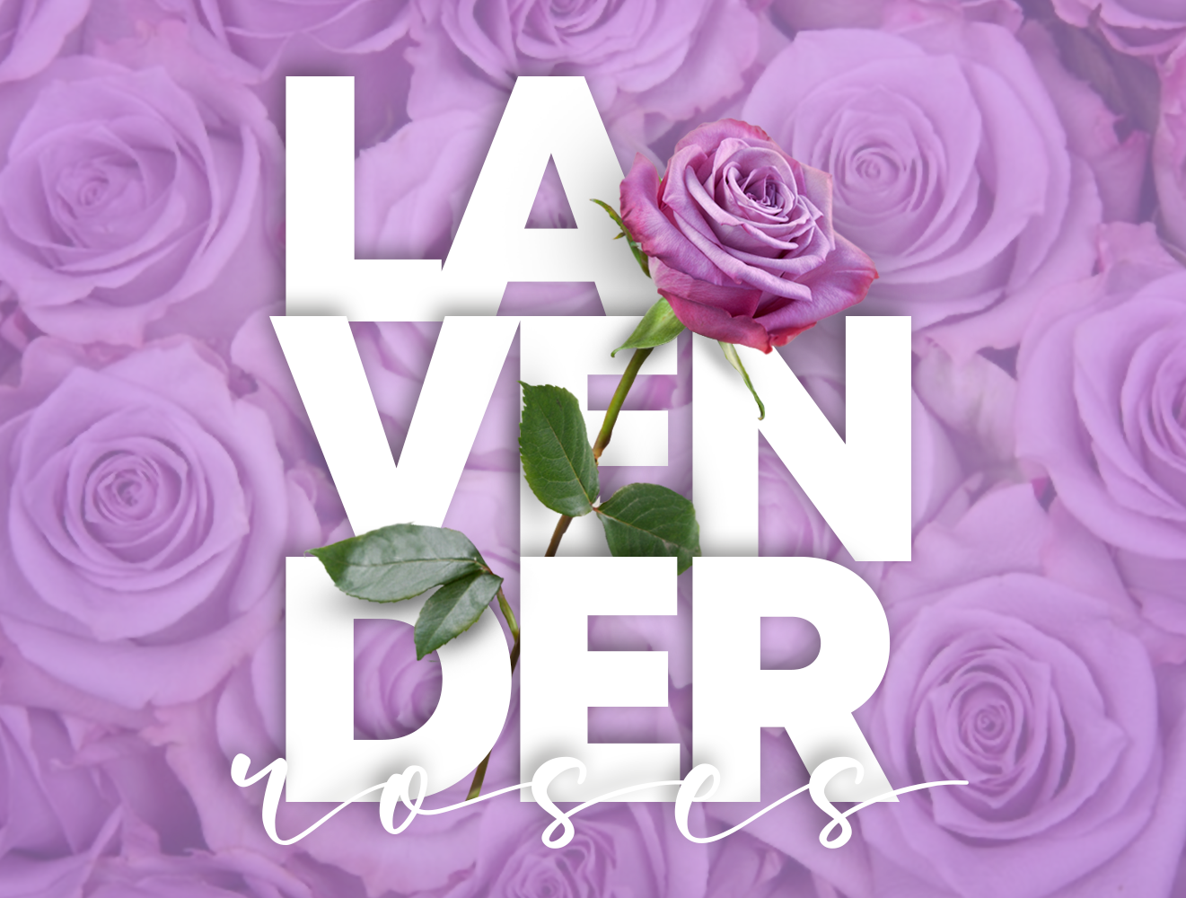 Lavender Roses