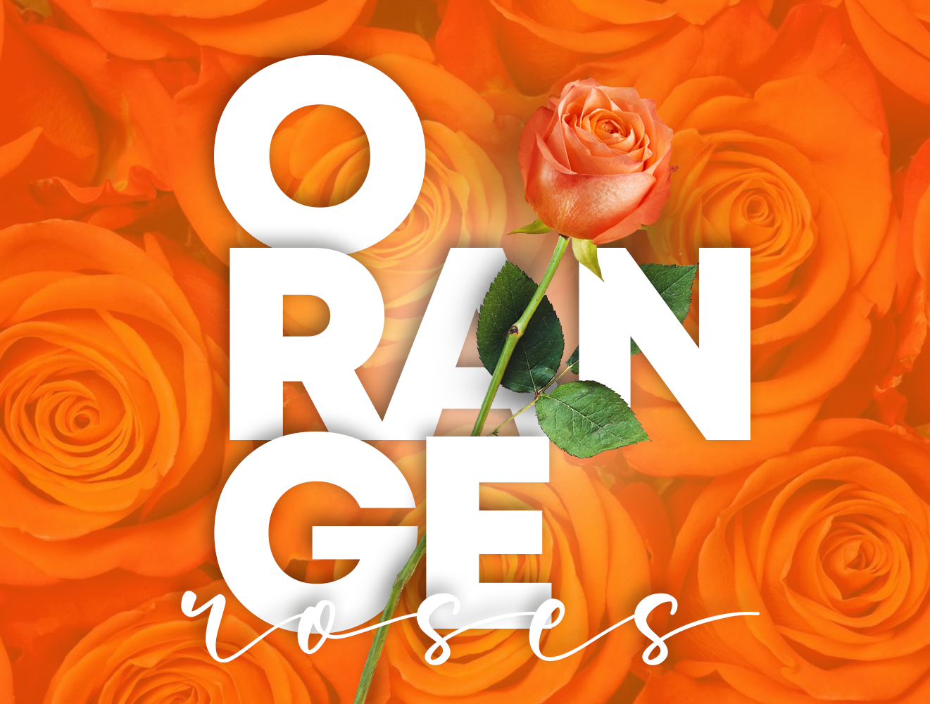 Orange Roses