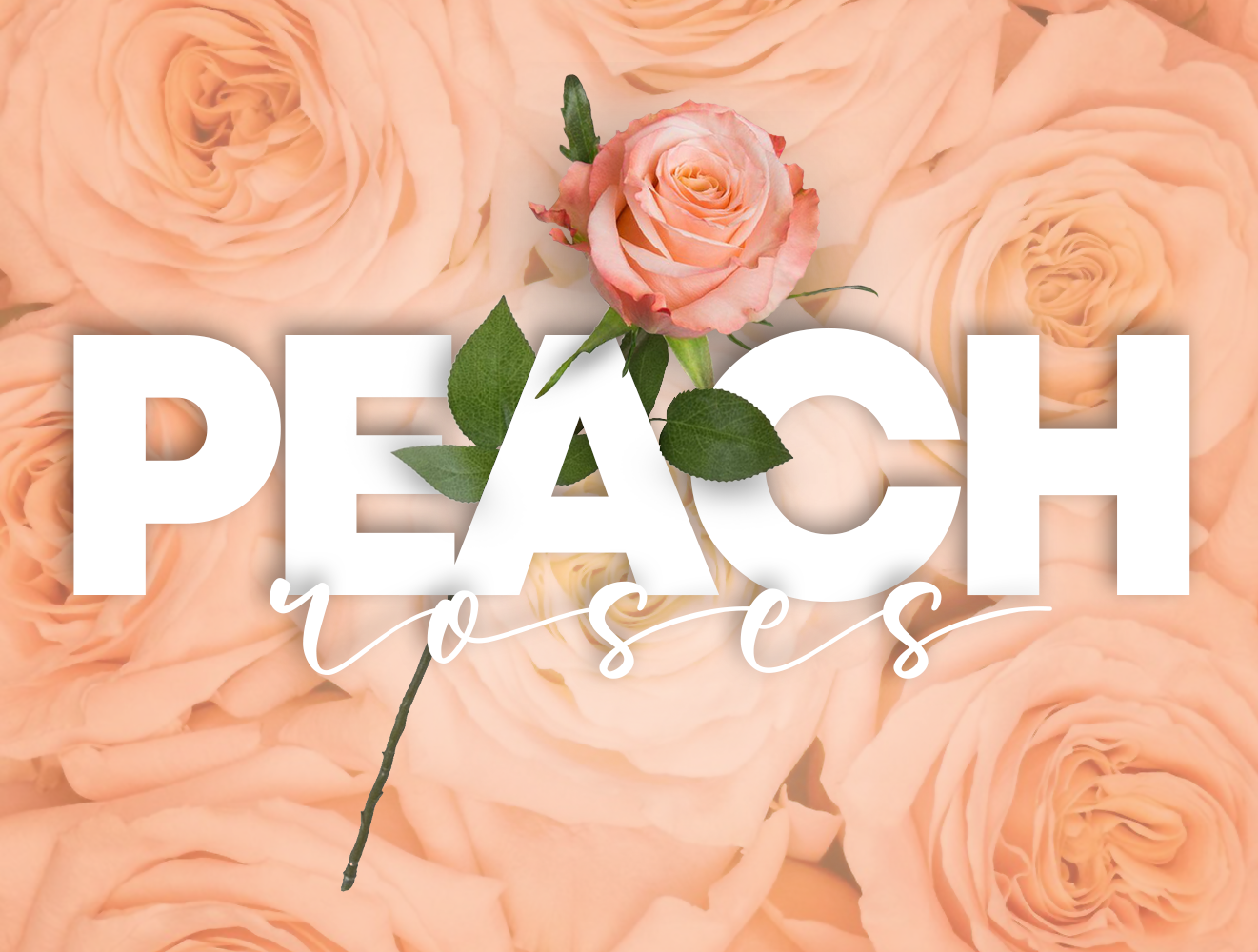 Peach Roses
