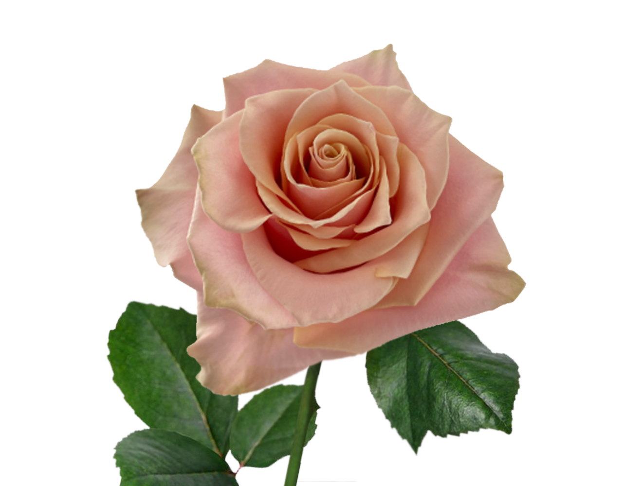 Pink Amaretto