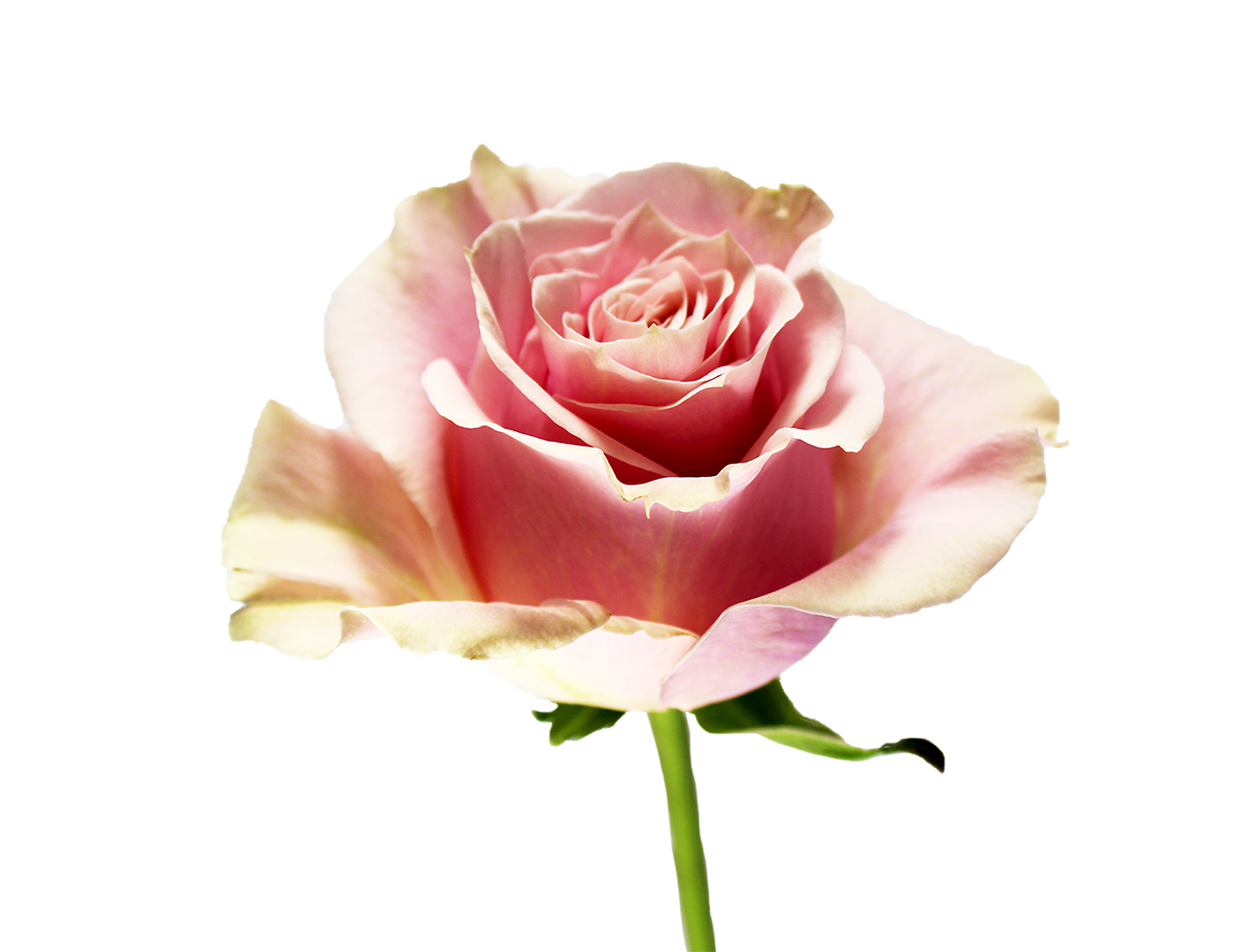 Pink Mondial