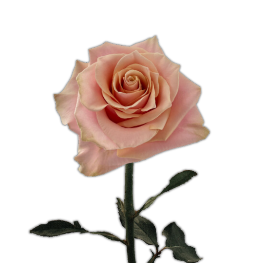 Pink Amaretto