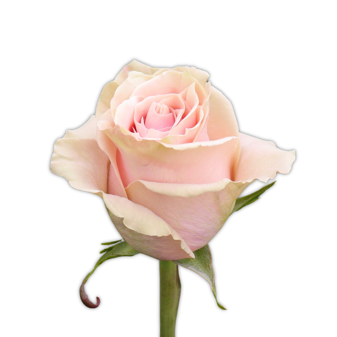 Pink Mondial