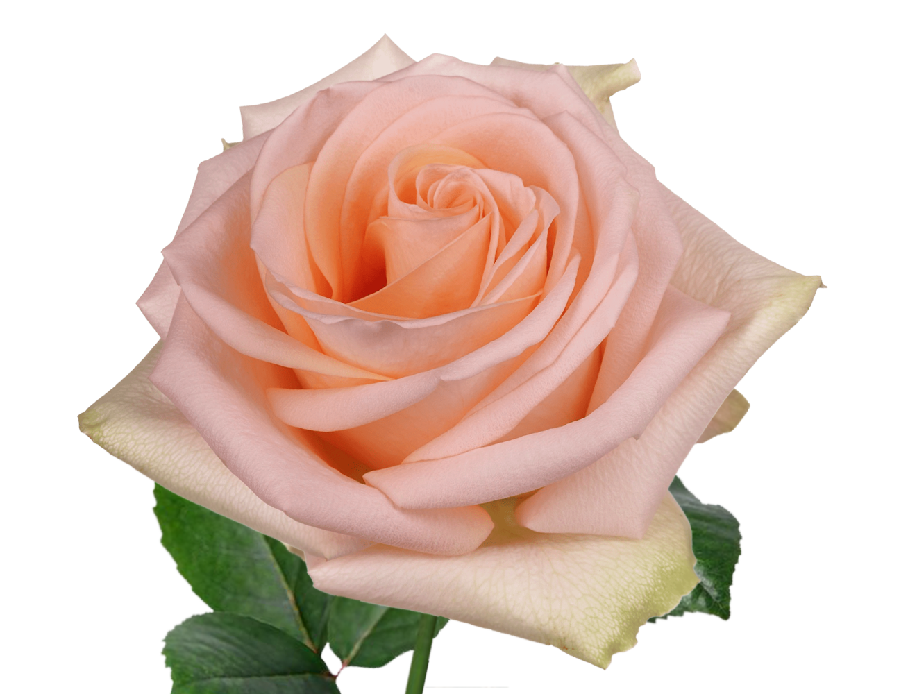 Pink Amaretto