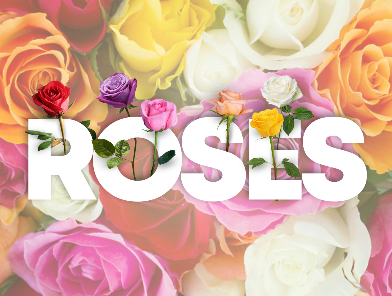 Roses
