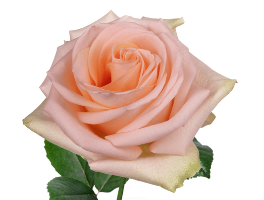 Pink Amaretto