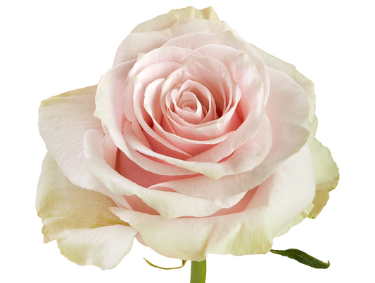 Pink Mondial